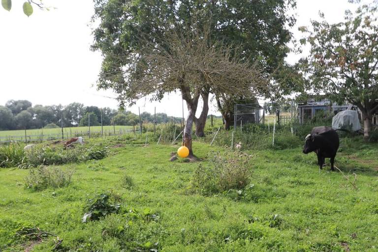 Apartment  Detershagen