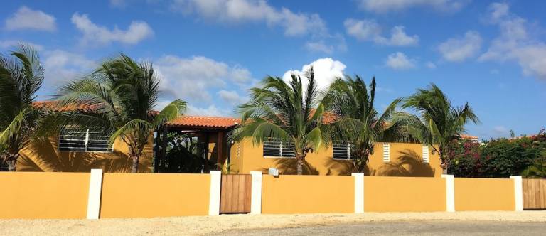 House Sabal Palm