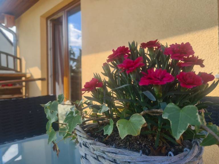 foto12