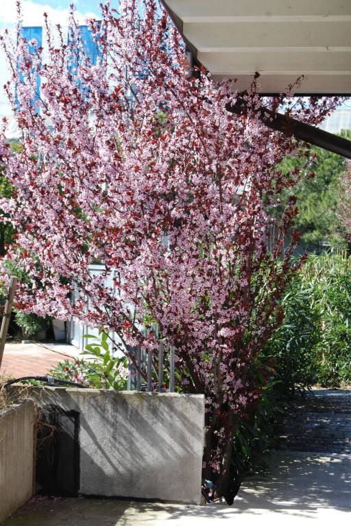 Wohnung 'Garda' mit Terrasse — photo 2