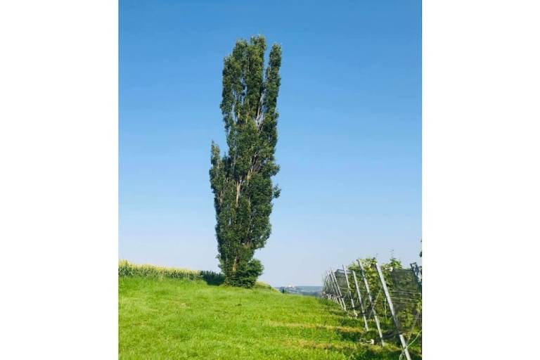 foto17