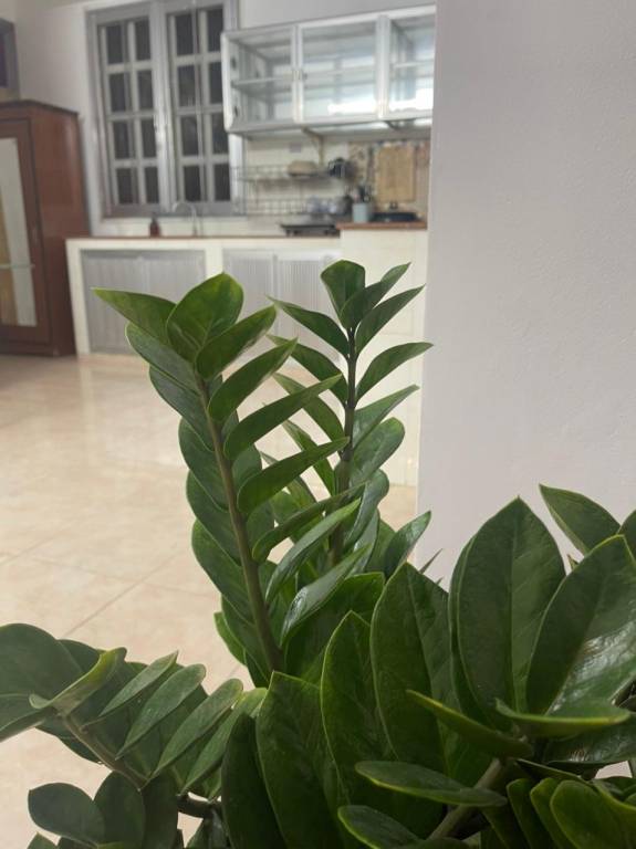 Tú's House — photo 5