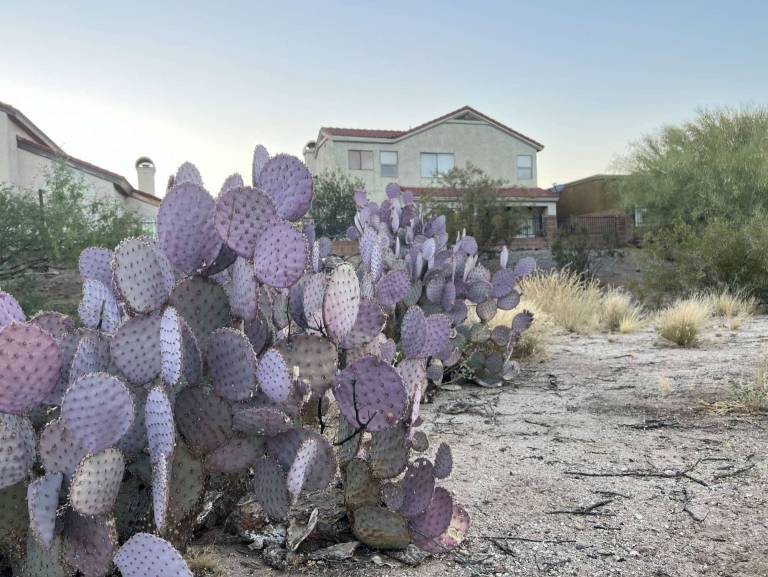 House Oro Valley