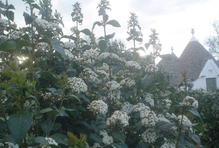 Perrini: Trullo (2 adulti bambino fino ad anni 8) — photo 4
