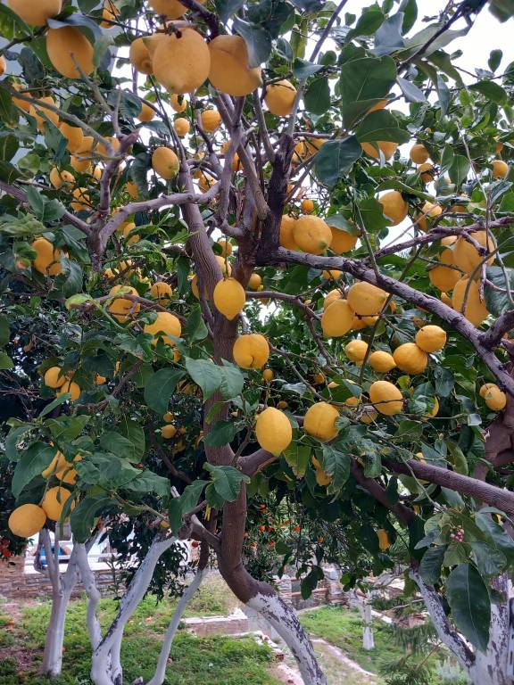 Appartamento Andros