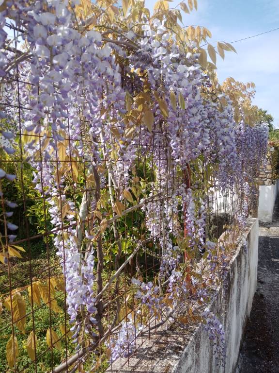 Vacation home with garden — photo 2