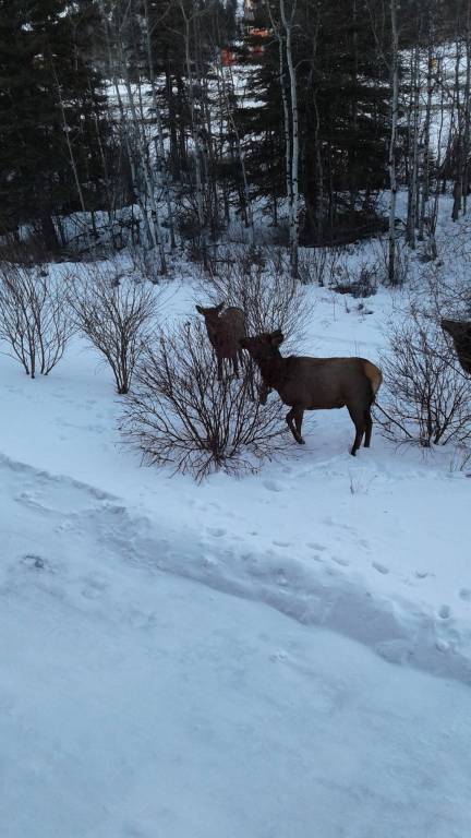 Condo Canmore