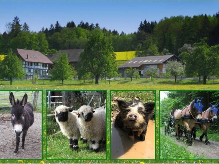 Tieroase Gr&uuml;negg