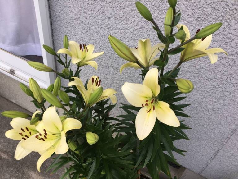 foto43