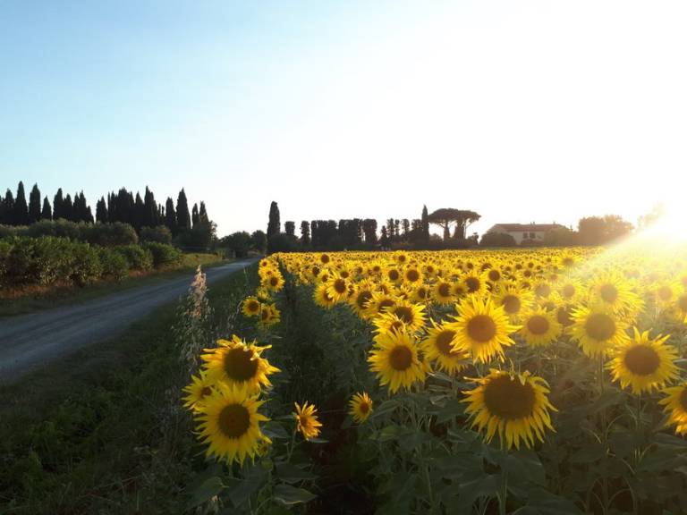 Agriturismo Il Bosco: Appartamento verde piano terra — photo 3