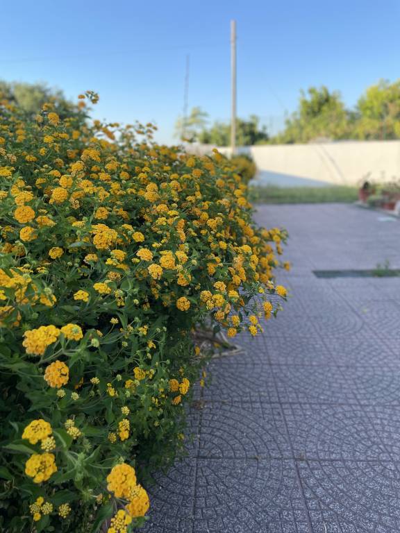 foto1