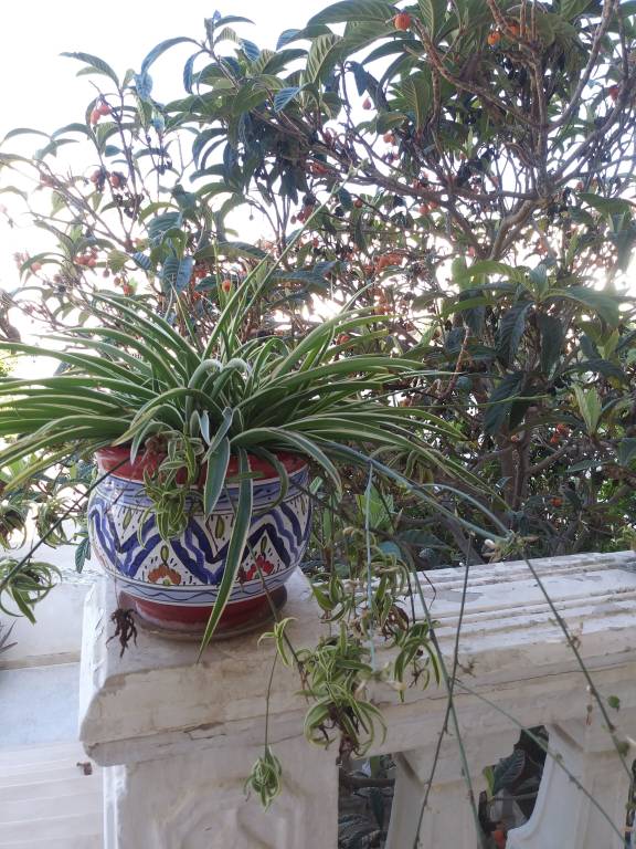 Chambre d'hôtes Tunis