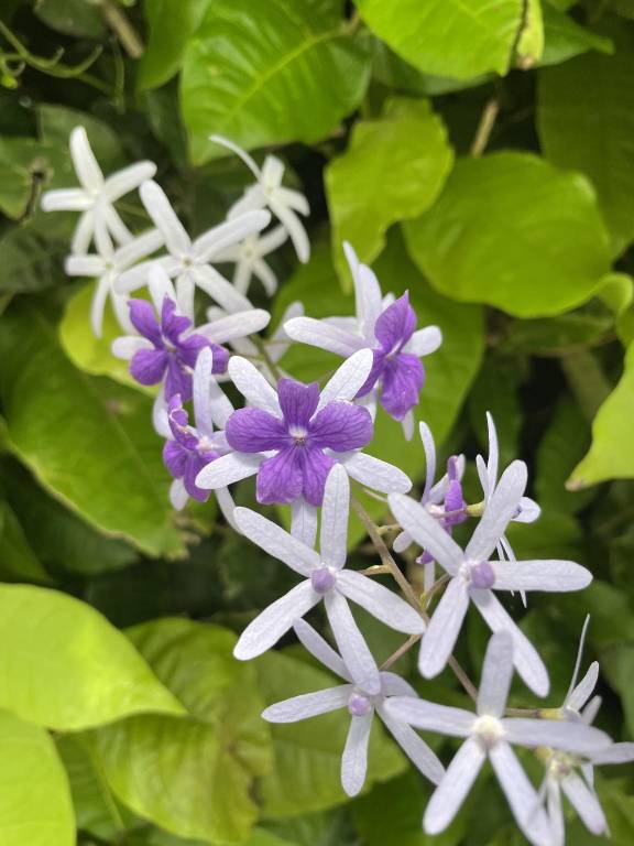 foto49