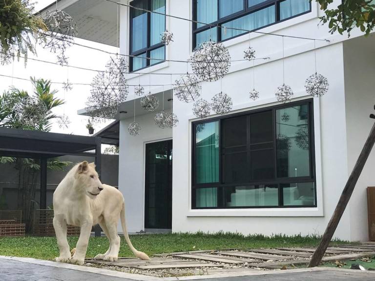 Live with Lions · Chiang Mai 4 Bedroom Pool Villa in Chiang Mai