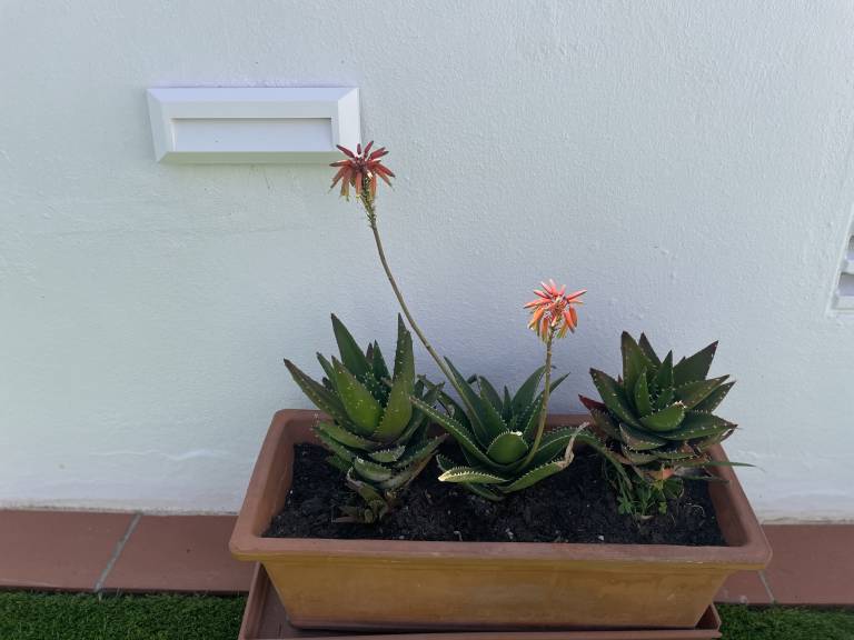 foto12
