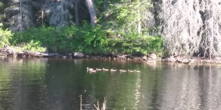 Cottage Tupper Lake