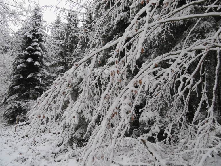 Appartement Europa-Park