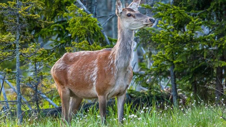 Ferienwohnung  Neuschönau