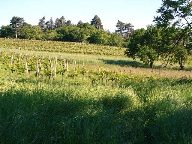 foto12