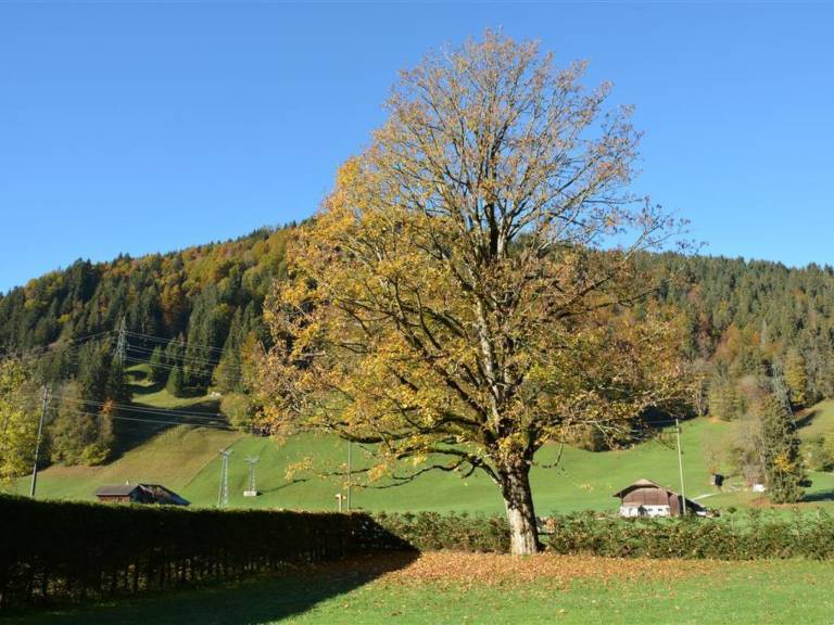 Oberland Nr. 3 — photo 3
