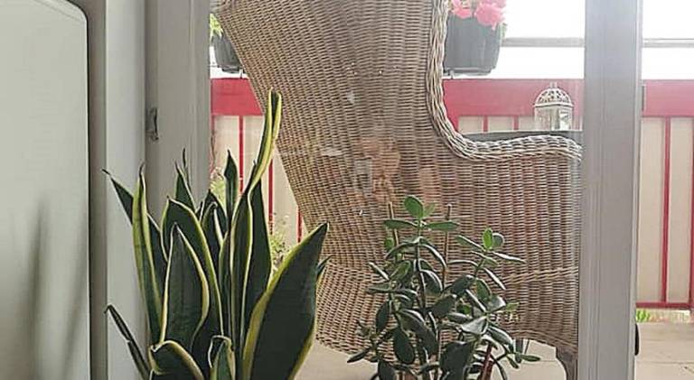 Pleasant holiday apartment | Pet-friendly — photo 5