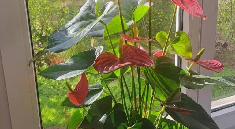 foto43