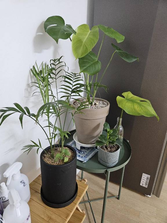 foto11