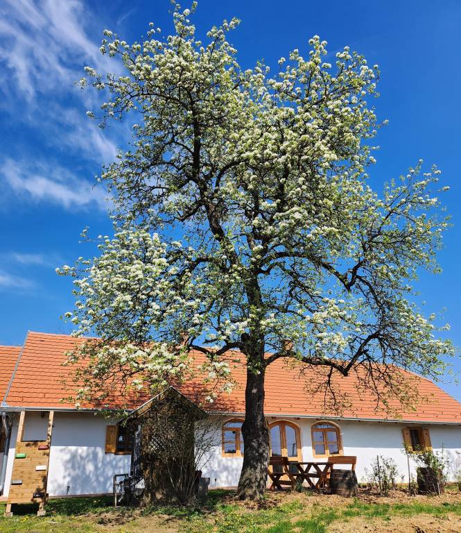 Ferienhaus Zalapataka