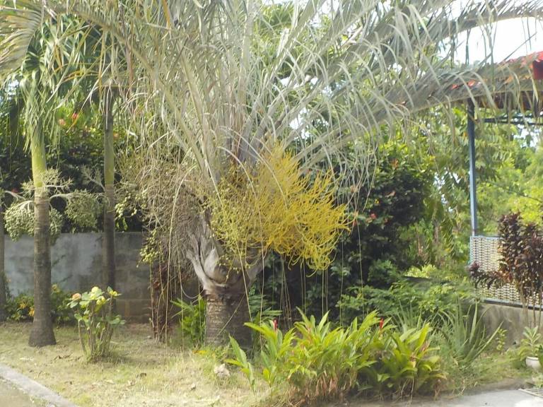 Appartement Bouillante