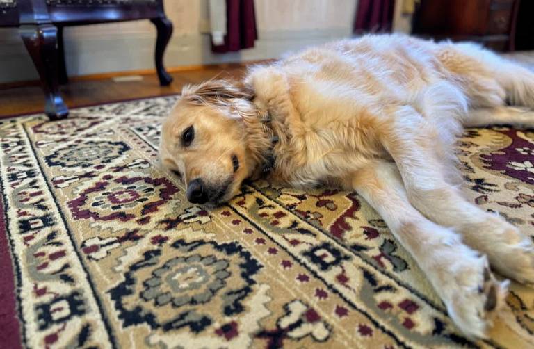 Child-friendly vacation home with yard | Pets are welcome — photo 5