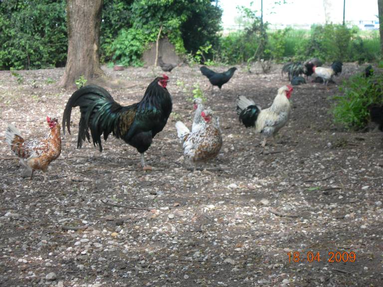 Agriturismo Fenilnovo: Fata Tiglio — photo 3