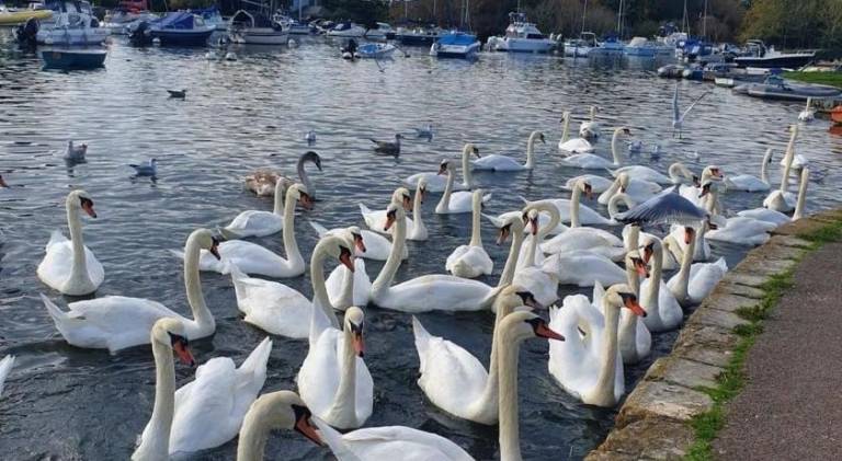 Mudeford Swans — photo 5