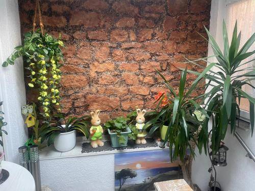 foto6