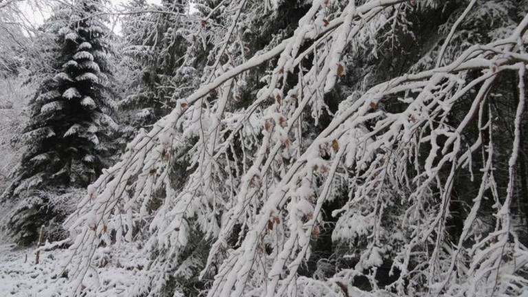 Ferienwohnung Mahlberg
