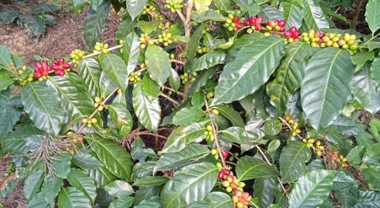 Coffee Blossom Homestay — photo 5