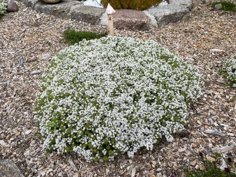 foto22
