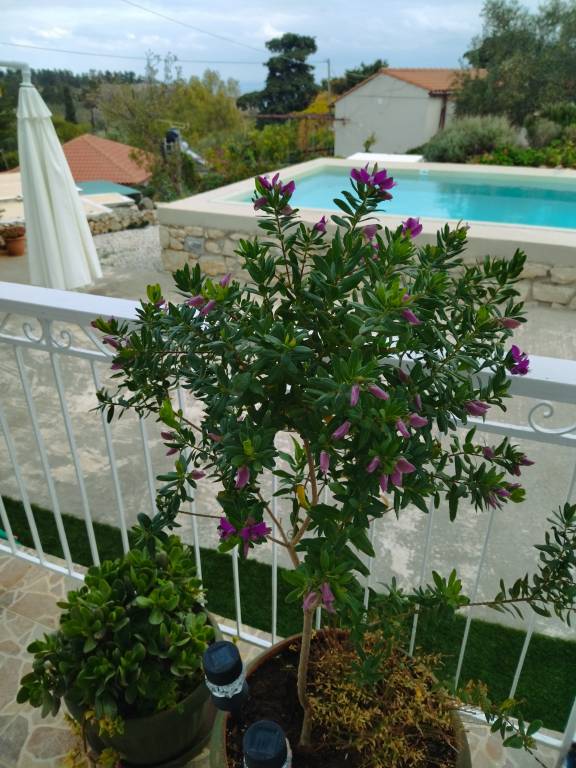 foto21