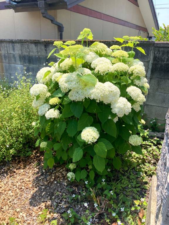 foto48