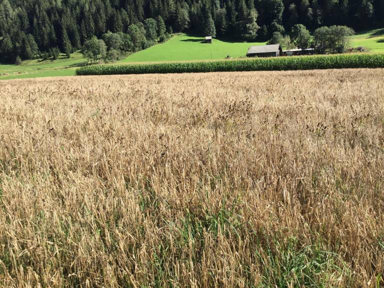 Jörghof — photo 5