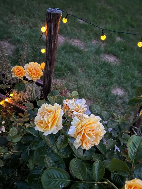 foto47