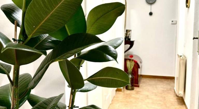 House | Near Ponte di Mezzo — photo 4