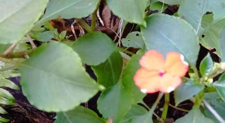 Pleasant house | Pets are welcome in Ponta Grossa