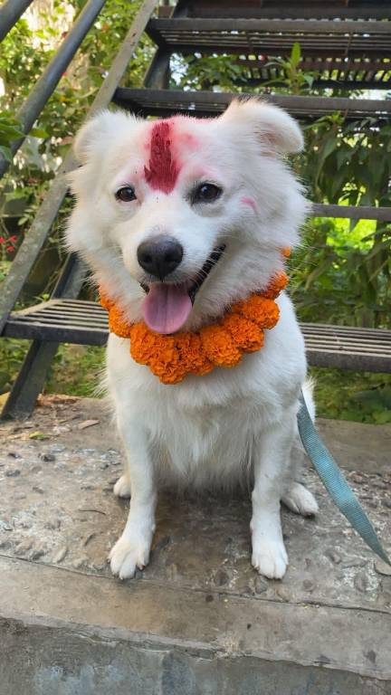 Hostel Animal Love — photo 2