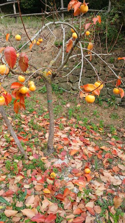 Villa vacanza Poderi