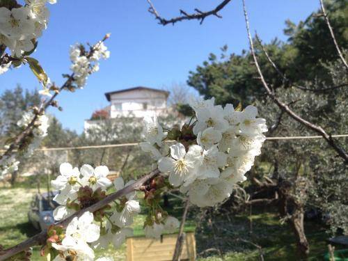 Bed and breakfast  Chieti
