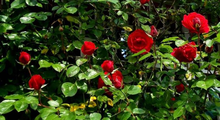 foto9