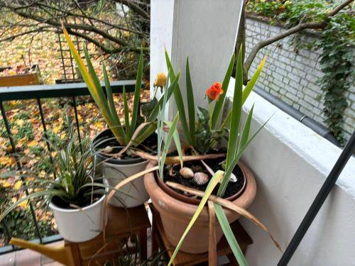 foto12
