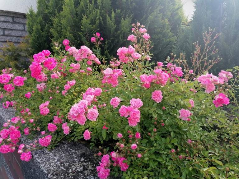 foto37