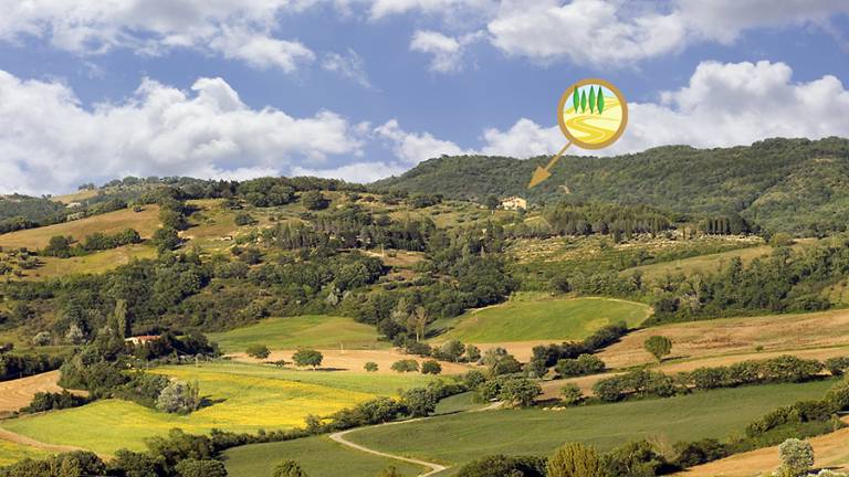 Agriturismo Ampugnano a Gubbio: Ampugnano Leccino — photo 4
