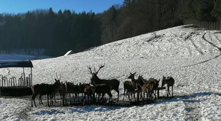 foto36